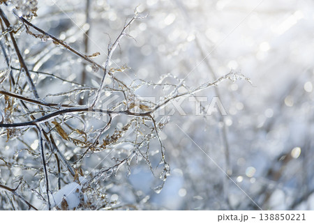 Winter Frost on Branches for Climate and Nature Themes 138850221