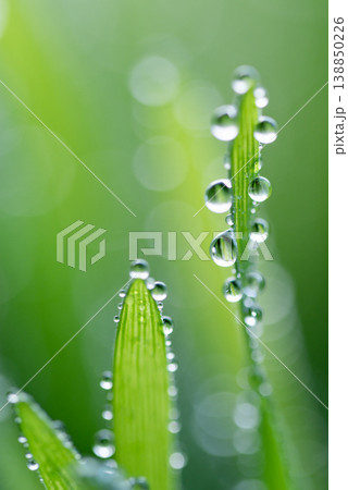 Wet spring green grass background with dew lawn natural. Wet spring green grass background with dew lawn natural. 138850226