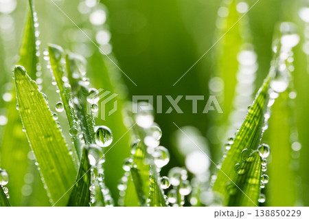 Wet spring green grass background with dew lawn natural. Wet spring green grass background with dew lawn natural. 138850229