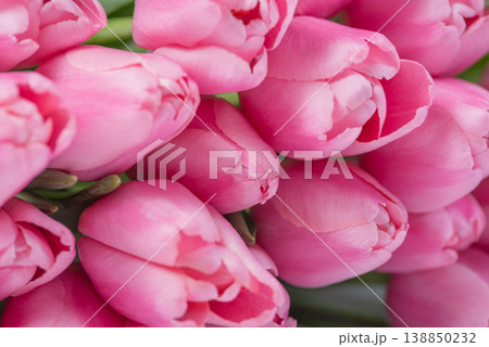 Beautiful Bouquet of pink delicate tulips. Spring background. Beautiful Bouquet of pink delicate tulips. Spring background. 138850232