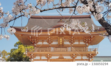 桜と山門 桜と山門 138850294