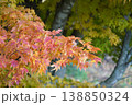 錦秋の秋  紅葉 138850324