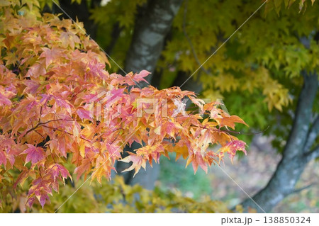 錦秋の秋 紅葉 錦秋の秋 紅葉 138850324