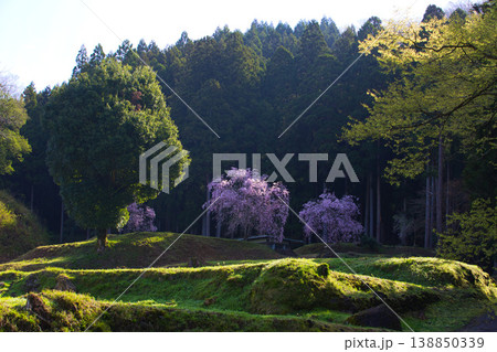 朝日が差し込む満開の桜と一乗谷朝倉氏遺跡 朝日が差し込む満開の桜と一乗谷朝倉氏遺跡 138850339