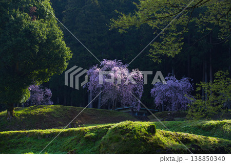 朝日が差し込む満開の桜と一乗谷朝倉氏遺跡 朝日が差し込む満開の桜と一乗谷朝倉氏遺跡 138850340