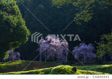 朝日が差し込む満開の桜と一乗谷朝倉氏遺跡 朝日が差し込む満開の桜と一乗谷朝倉氏遺跡 138850341