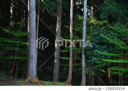 朝日が差し込む満開の桜と一乗谷朝倉氏遺跡 138850354