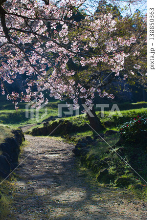 朝日が差し込む満開の桜と一乗谷朝倉氏遺跡 朝日が差し込む満開の桜と一乗谷朝倉氏遺跡 138850363