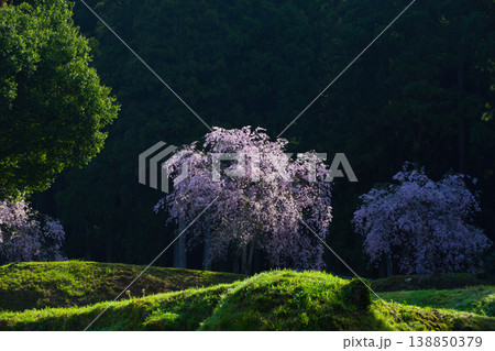 朝日が差し込む満開の桜と一乗谷朝倉氏遺跡 138850379