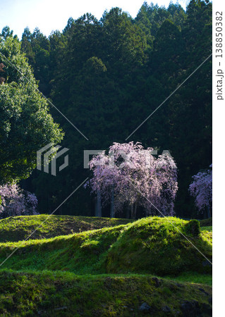 朝日が差し込む満開の桜と一乗谷朝倉氏遺跡 138850382