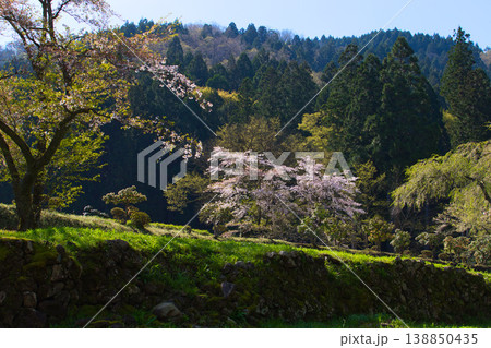 朝日が差し込む満開の桜と一乗谷朝倉氏遺跡 朝日が差し込む満開の桜と一乗谷朝倉氏遺跡 138850435
