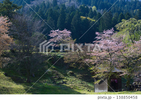 朝日が差し込む満開の桜と一乗谷朝倉氏遺跡 朝日が差し込む満開の桜と一乗谷朝倉氏遺跡 138850458