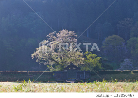 朝日が差し込む満開の桜と一乗谷朝倉氏遺跡 朝日が差し込む満開の桜と一乗谷朝倉氏遺跡 138850467