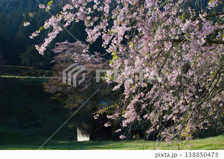 朝日が差し込む満開の桜と一乗谷朝倉氏遺跡 138850473