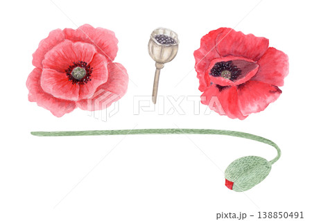 Watercolor red poppy set with flowers, seed pod and stem, hand painted botanical elements isolated on white background. Floral collection for remembrance day, memorial, wedding design, cards and 138850491