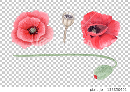 Watercolor red poppy set with flowers, seed pod and stem, hand painted botanical elements isolated on white background. Floral collection for remembrance day, memorial, wedding design, cards and 138850491
