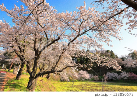 大山公園の桜 大山公園の桜 138850575