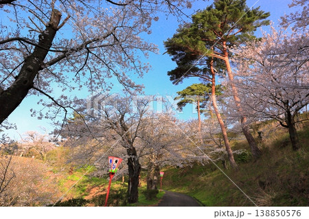 大山公園の桜 大山公園の桜 138850576