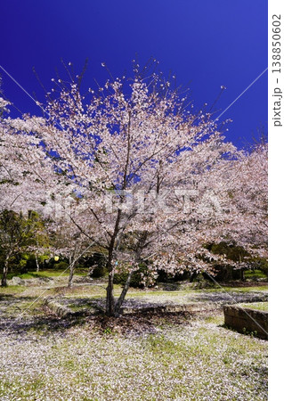 柳生屋敷跡に咲きほこる桜 柳生屋敷跡に咲きほこる桜 138850602