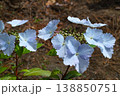 淡い青色のガクアジサイが咲く春の庭 138850751