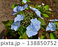淡い青色のガクアジサイが咲く春の庭 138850752