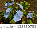 淡い青色のガクアジサイが咲く春の庭 138850753