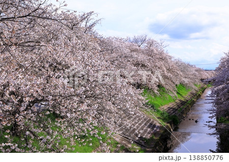 佐保川 桜並木 佐保川 桜並木 138850776
