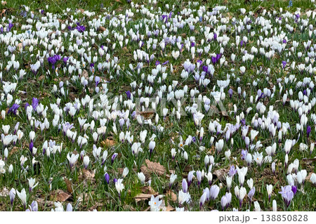 白・紫色の花が八分咲きのクロッカスの群生 138850828