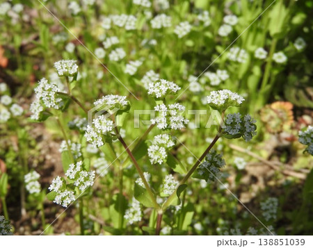春に道端などで咲く「ノヂシャ」の花 138851039