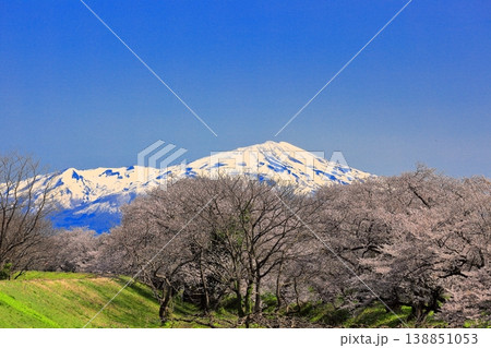 馬渡の桜並木 138851053