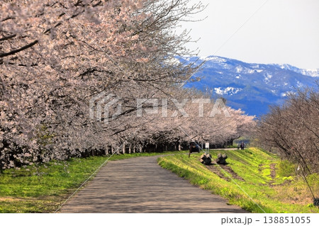 馬渡の桜並木 138851055