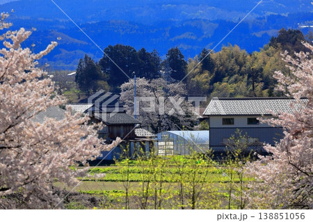 馬渡の桜並木 138851056