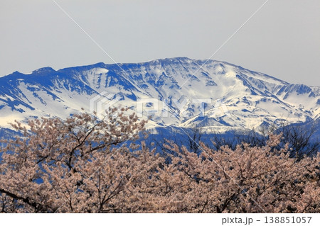 馬渡の桜並木 138851057