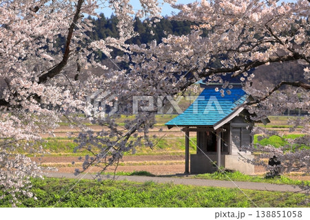 馬渡の桜並木 138851058