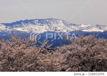 馬渡の桜並木 138851059