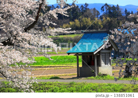 馬渡の桜並木 138851061