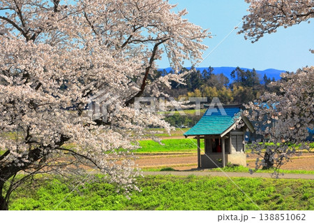 馬渡の桜並木 138851062