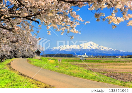 馬渡の桜並木 138851063