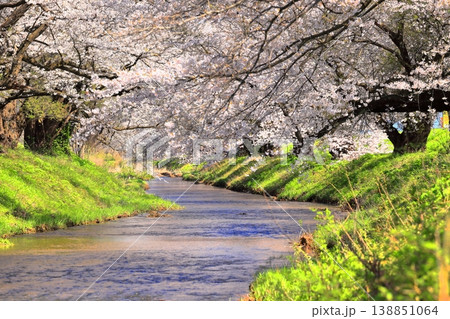 馬渡の桜並木 138851064