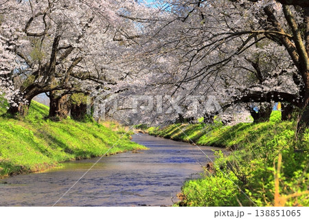 馬渡の桜並木 138851065