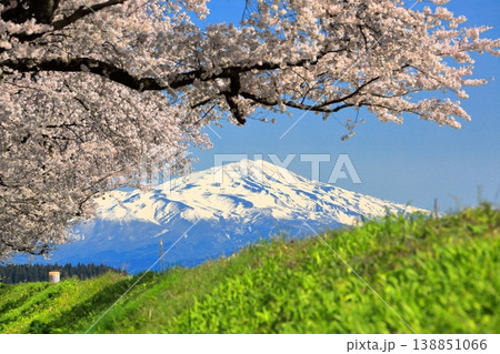 馬渡の桜並木 138851066