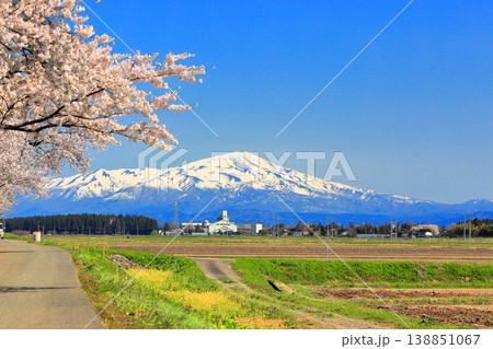 馬渡の桜並木 138851067