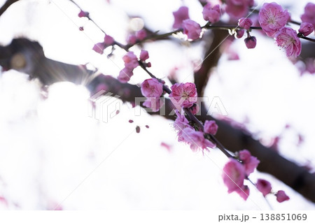 春先の澄んだ空気の中で桃色ピンクの梅の花が美しく咲き誇る華やかな風景 138851069