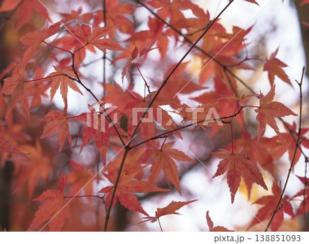秋空の下で真っ赤に染まる紅葉が広がる季節感あふれる風景 138851093