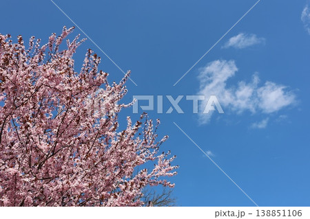 Blooming cherry blossom branches against a clear blue sky with soft white clouds, 138851106