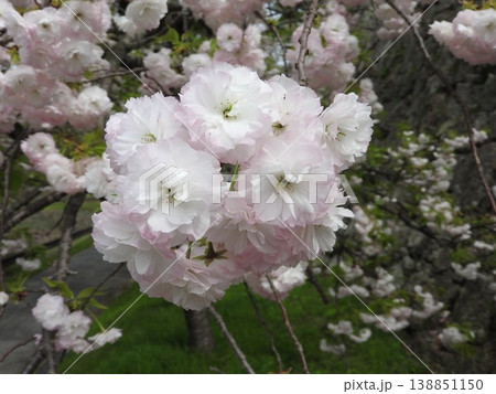 花の色が変化する桜「普賢象」 138851150