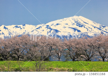 赤川の桜並木 赤川の桜並木 138851168