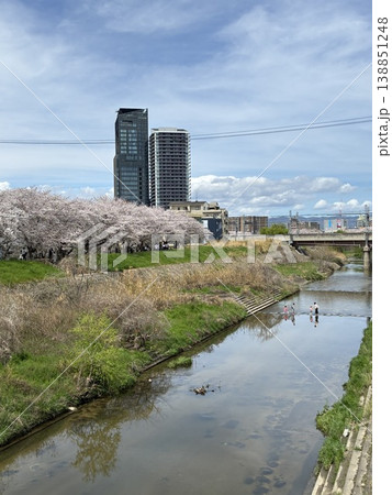 川沿いに菜の花と桜が満開 138851248
