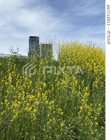 土手沿いに菜の花が咲き誇る 土手沿いに菜の花が咲き誇る 138851249