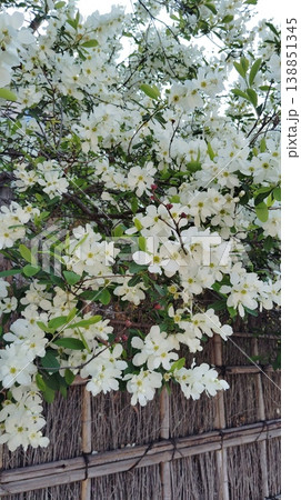 白い花と生垣 白い花と生垣 138851345